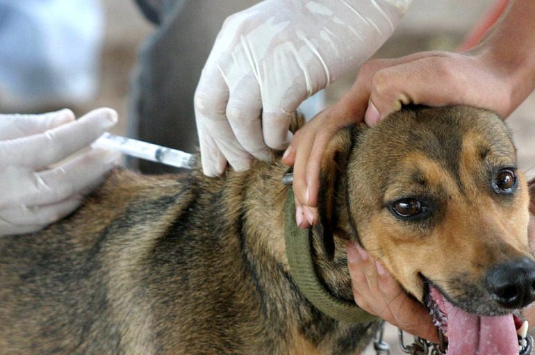 Projeto da Ales cria programa de bem-estar para animais domésticos
