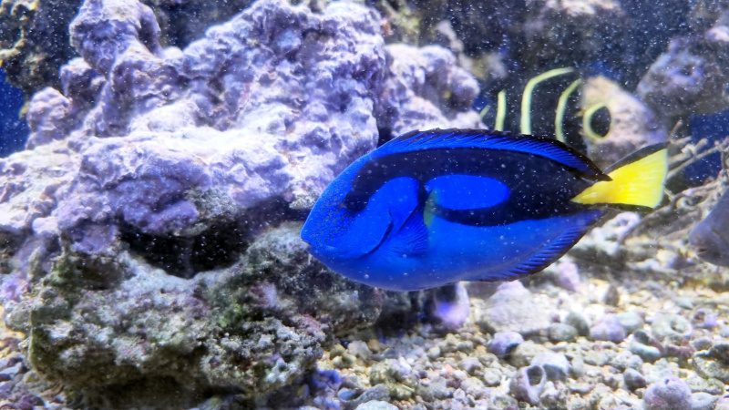 Dory chega à Escola da Ciência, Biologia e História