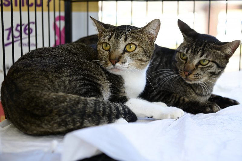 Sábado Solidário: Evento de Adoção de Animais encanta no Parque Pedra da Cebola