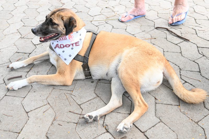 Evento de Adoção no Parque Manolo Cabral no Final de Semana.