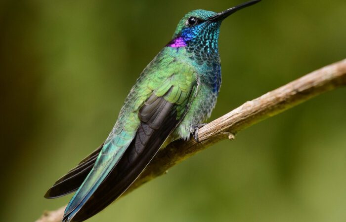 A restauração da restinga, florestas e nascentes de Vitória impulsiona a biodiversidade