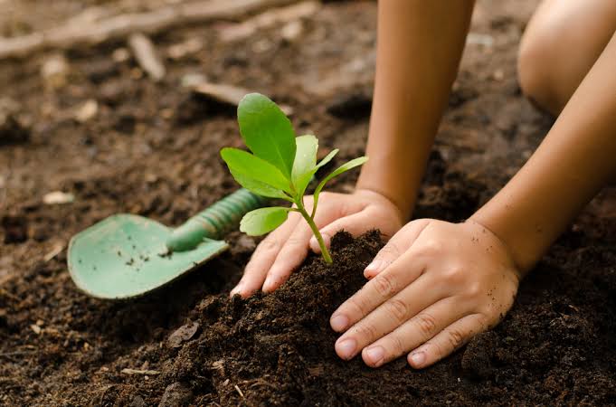 Vitória Sustentável: Secretário Revela Meta de Plantar 200 Mil Árvores em 30 Meses
