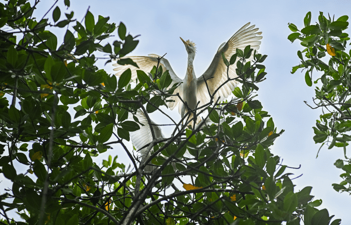 Belezas Naturais: Garças Encantam Moradores e Visitantes nas Praias e Manguezais da Capital