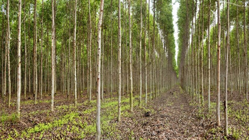 BNDES Financia Projeto Bilionário da Suzano para Plantio de Eucalipto no Espírito Santo