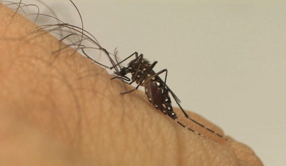 Estado tem estabilidade em casos de dengue e se prepara para período sazonal da doença