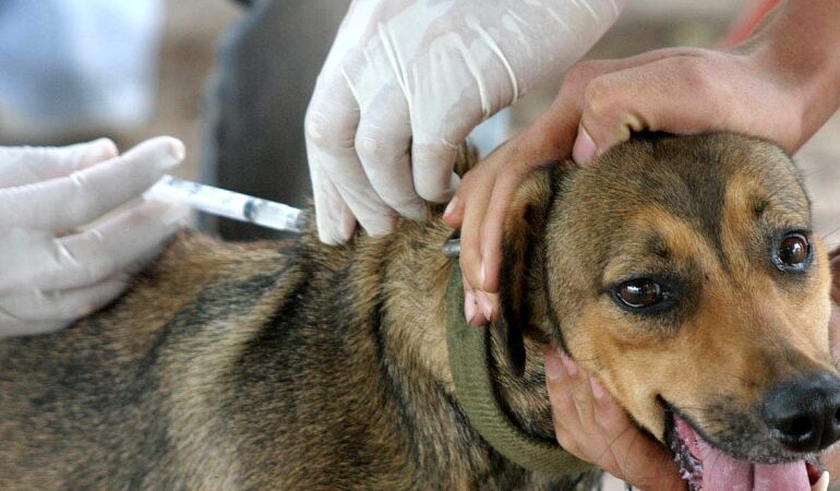 Projeto da Ales cria programa de bem-estar para animais domésticos