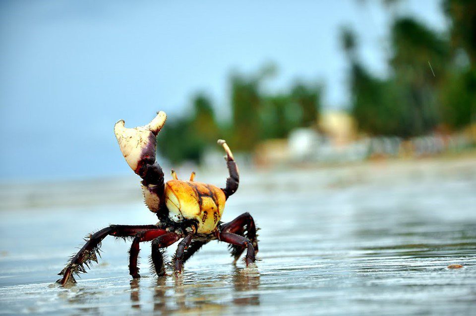 Meio-ambiente: quarto período da andada do caranguejo-uçá vai de 8 a 13 de março