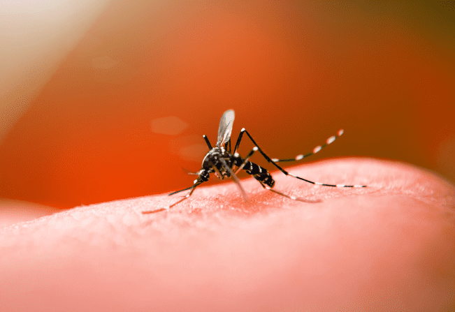 População deve ficar alerta para os sinais da dengue