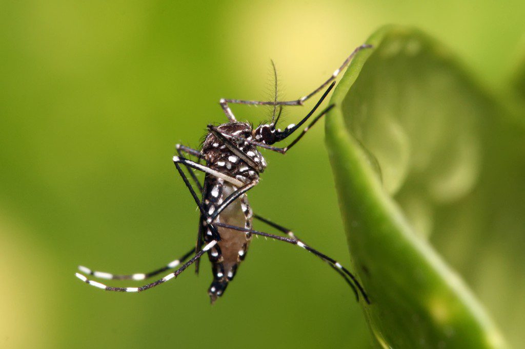 ES tem 63 mil casos de dengue neste ano, 3 vezes mais que em 2022 inteiro