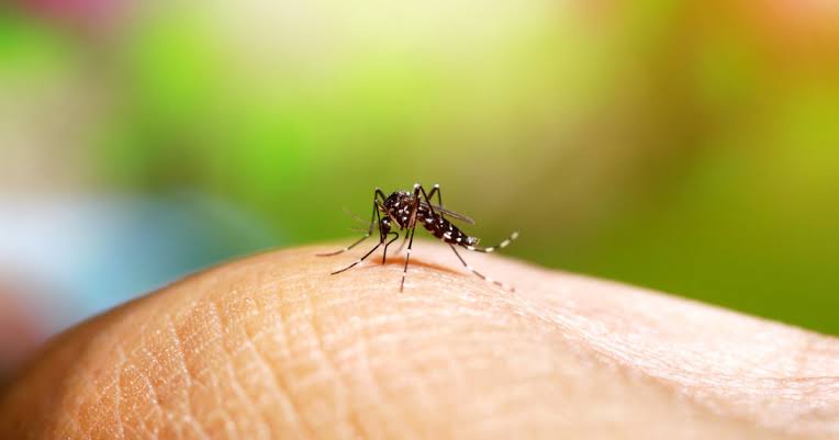 Em Vitória, números de dengue, zika e chikungunya ficam estáveis mas ainda geram preocupação