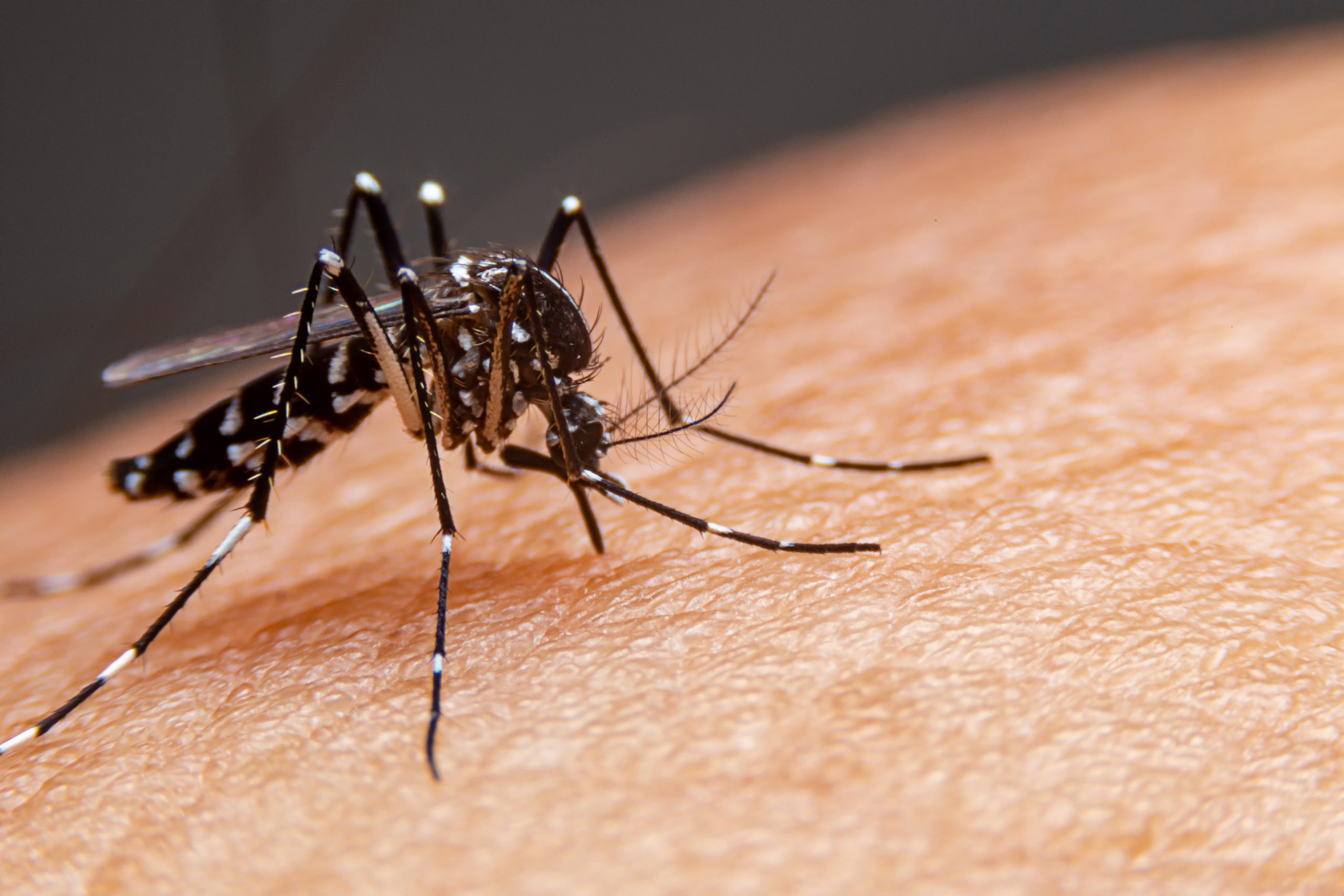 Dengue: Fiocruz alerta para ressurgimento do sorotipo 3