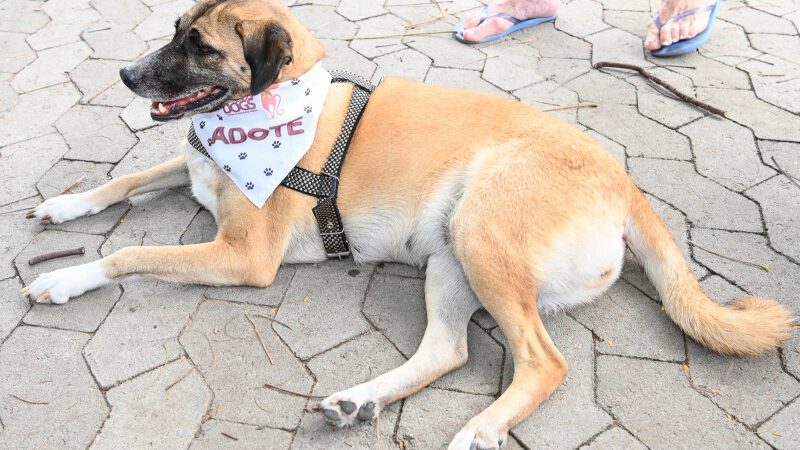 Evento de Adoção no Parque Manolo Cabral no Final de Semana.