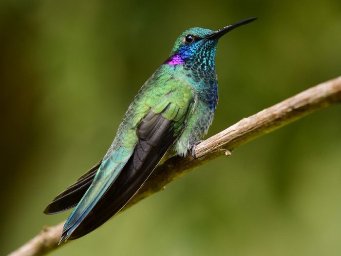 A restauração da restinga, florestas e nascentes de Vitória impulsiona a biodiversidade