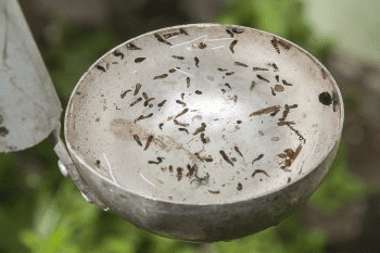 Vitória Adota Tecnologia para Intensificar a Guerra Contra a Dengue