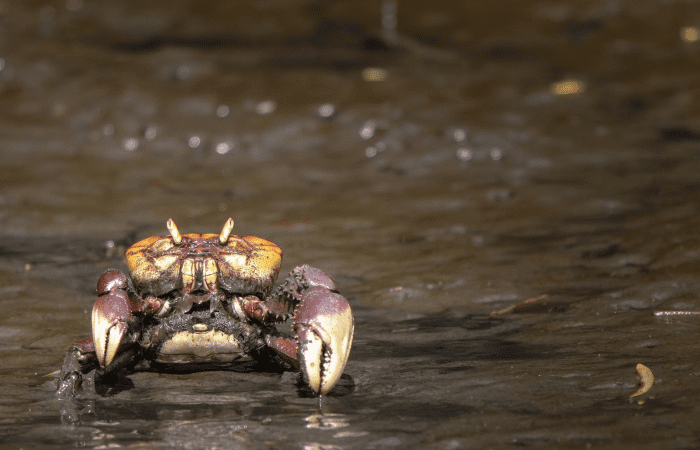 Protegendo a Natureza: Meio Ambiente Planeja Ações Educativas durante a Andada do Caranguejo-Uçá