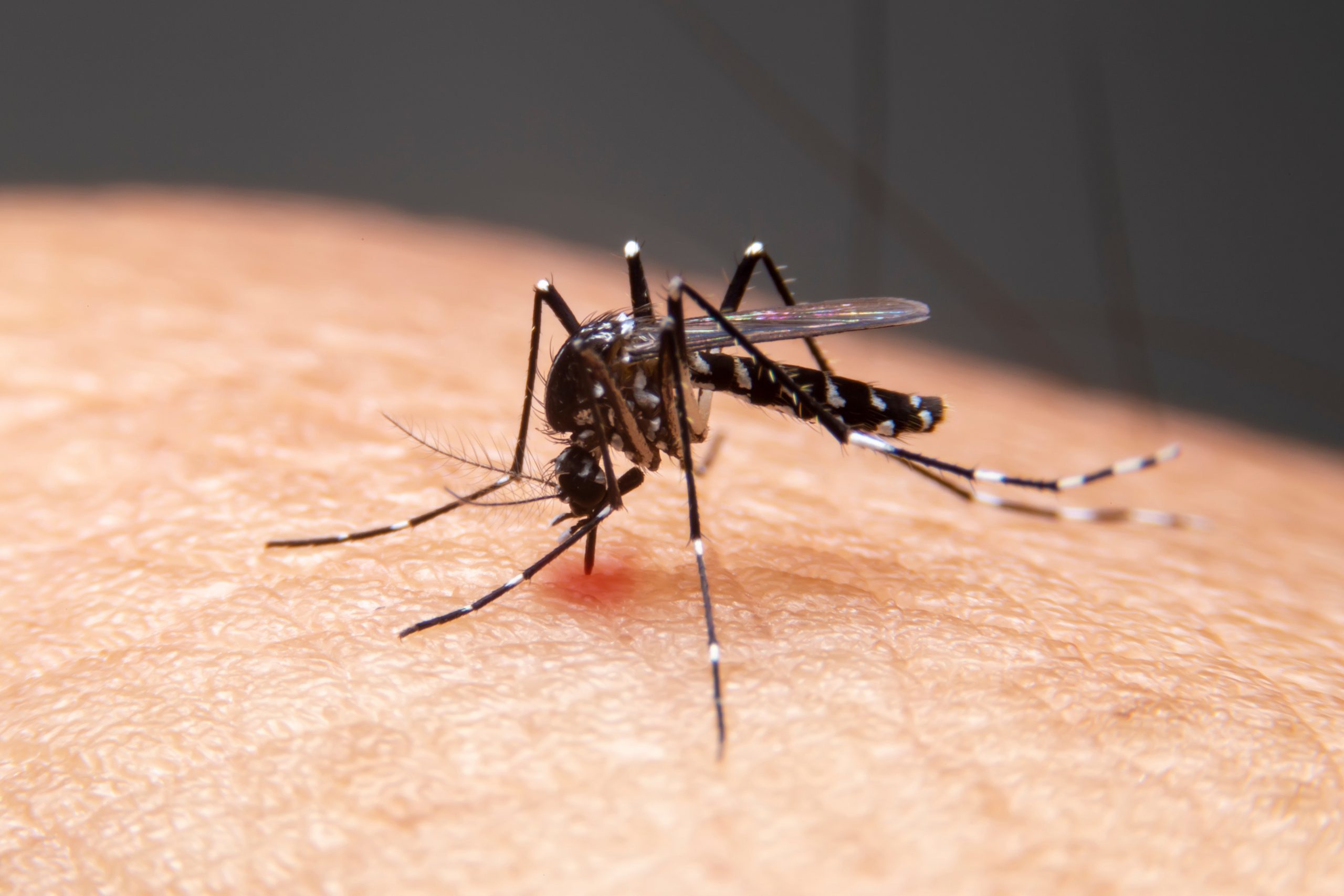 Vitória em Ação: Mobilização Social Intensa no Combate à Dengue