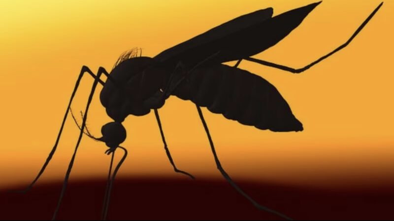 Sinais de Alerta: Casos Assintomáticos de Dengue Despertam Preocupações sobre Subnotificação