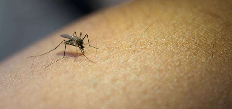 Entenda a Ameaça: Chikungunya e sua Transmissão pelo Mosquito Aedes Aegypti