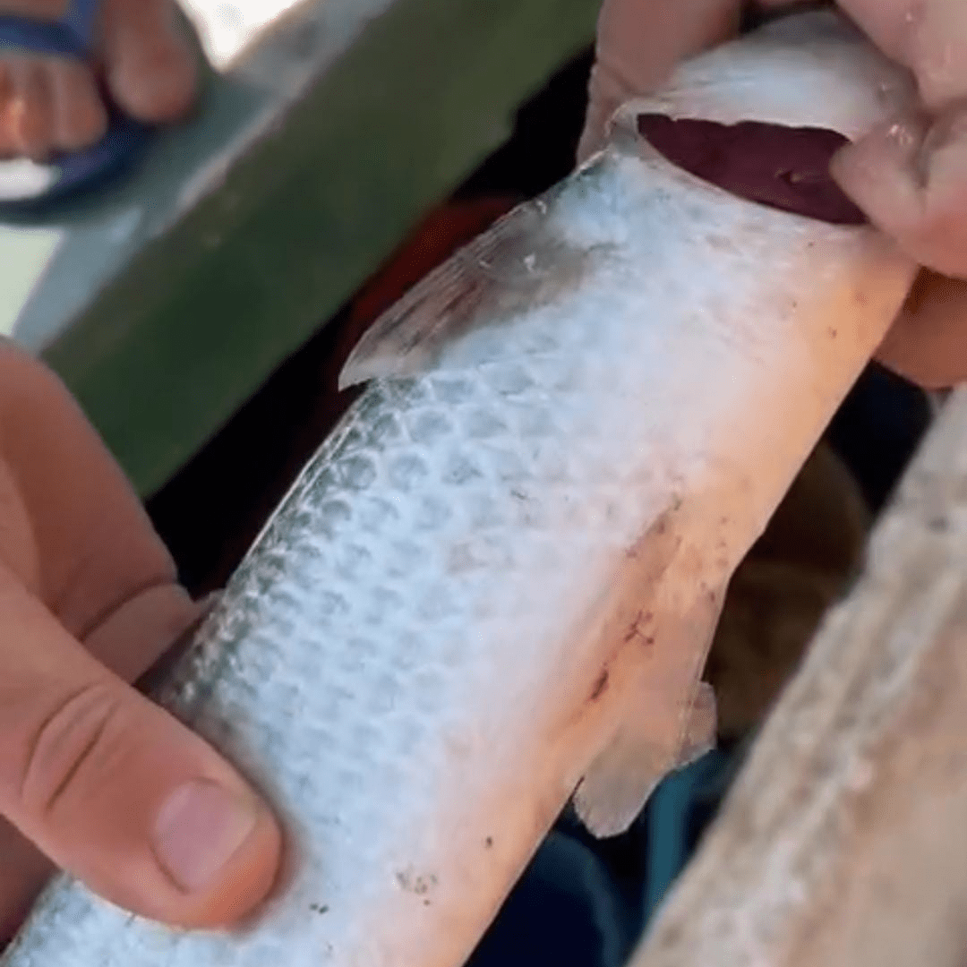 Iema Descartou Contaminação em Investigação Sobre Morte de Peixes